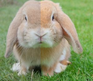 Photo d'un lapin avant et après la retouche