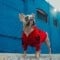 The dog in the red jacket