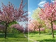 Color correction
