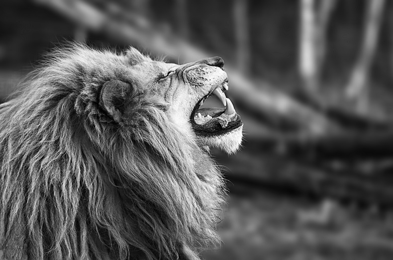 Finished black and white photo of lion