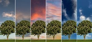 Tree picture with different skies