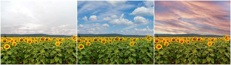 Sunflower field with 2 different sky replacements