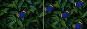 Before and after cloning a butterfly in a photo