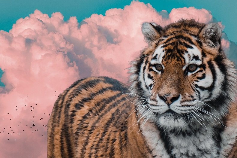 Photomontage with tiger