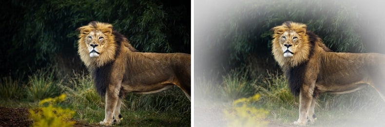 Photo of lion before and after adding vignette effect