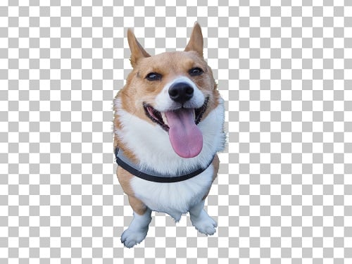 PNG image of dog with transparent background