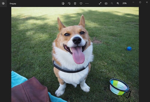 JPG image of dog in Windows Photos