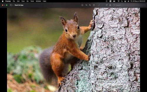 JPG image of squirrel in Mac Preview app